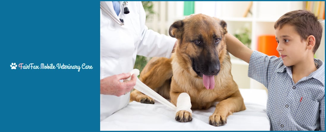 Mobile Veterinarian