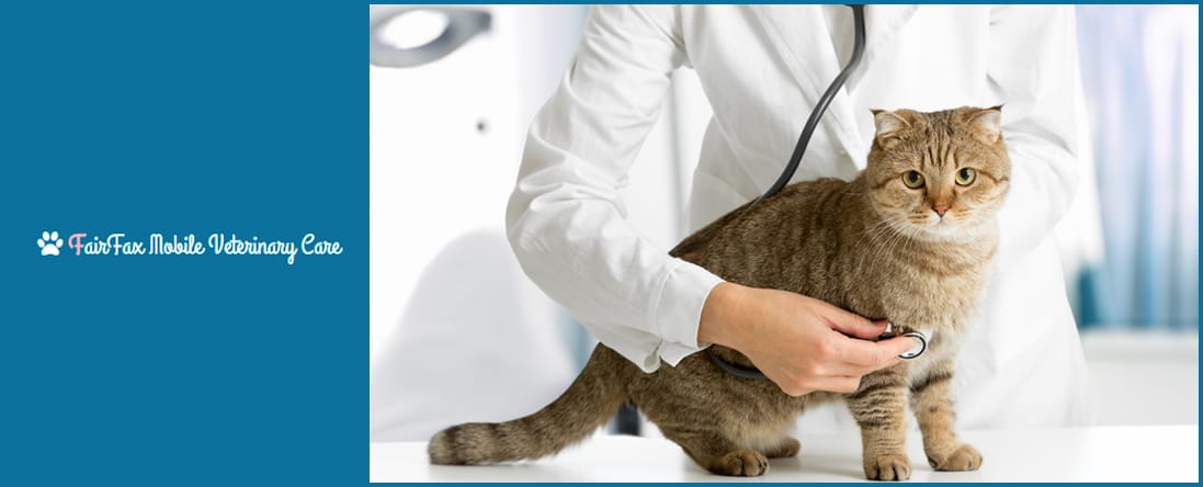 Wellness Exams and Vaccinations